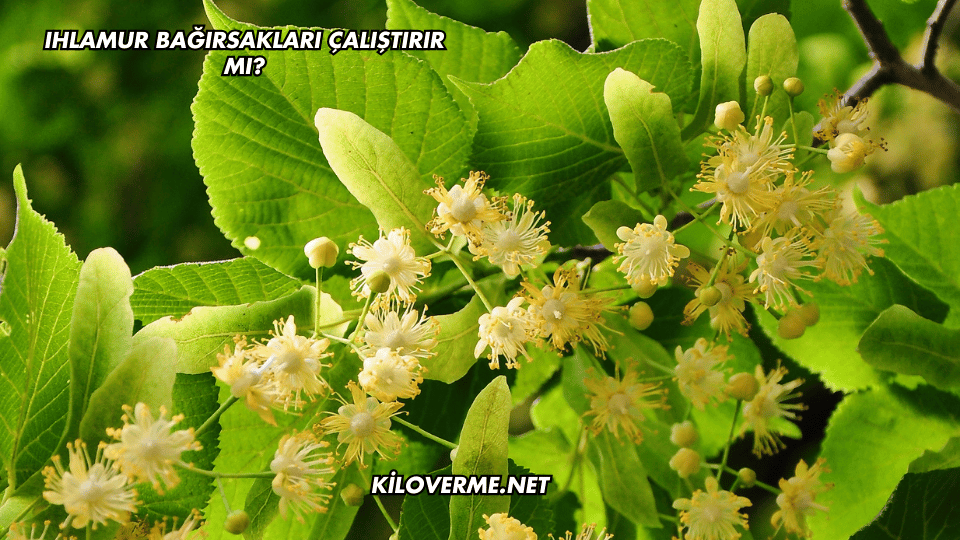 Ihlamur Bağırsakları Çalıştırır mı